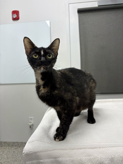 Shelter Stray Female Cat last seen Brooklyn Ave & E 82nd Terrace, 64132, MO, 7077 Elmwood Ave, Kansas City, MO 64132, USA