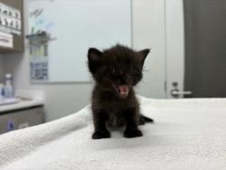 Shelter Stray Female Cat last seen Brooklyn Ave & E 82nd Terrace, 64132, MO, 7077 Elmwood Ave, Kansas City, MO 64132, USA