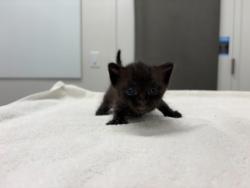 Shelter Stray Female Cat last seen Brooklyn Ave & E 82nd Terrace, 64132, MO, 7077 Elmwood Ave, Kansas City, MO 64132, USA