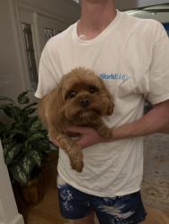 Reunited Male Dog last seen Miller Heights and Westhurst Ln, Oakton, VA 22124