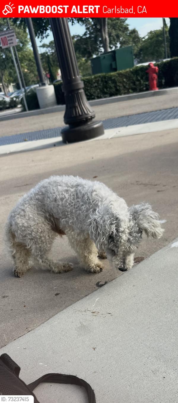Lost Male Dog last seen Motel 6 Legoland, Carlsbad, CA 92011