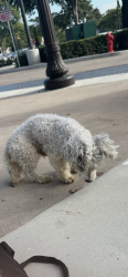 Lost Male Dog last seen Motel 6 Legoland, Carlsbad, CA 92011