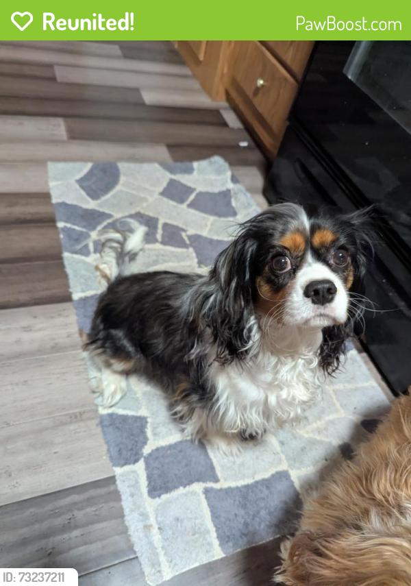 Reunited Female Dog last seen Breezy Oaks Dr and Cardinal, Mansfield, TX 76063