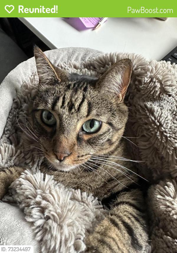 Reunited Male Cat last seen Rose Drive between Yorba Linda Blvd and Bastanchury, Yorba Linda, CA 92886