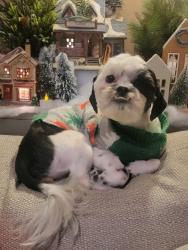 Reunited Female Dog last seen Clifton nj, Clifton, NJ 07013