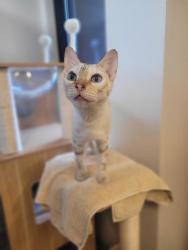 Shelter Stray Female Cat last seen Near Buena Terrace, El Cajon, CA, 92020, 5500 Gaines St, San Diego, CA 92110, USA