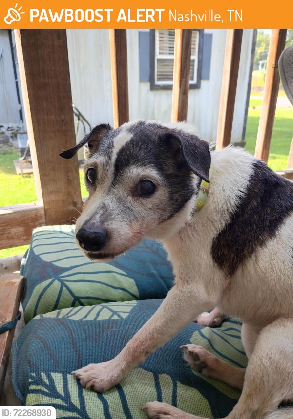 Found/Stray Female Dog last seen Near benders ferry rd Mt Juliet tn, Nashville, TN 37217