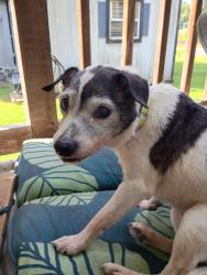 Found/Stray Female Dog last seen Near benders ferry rd Mt Juliet tn, Nashville, TN 37217