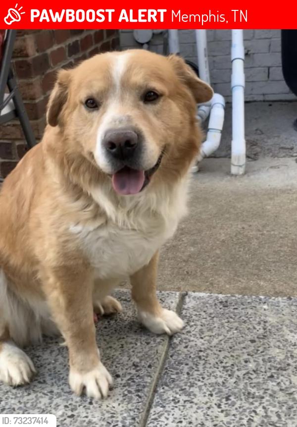 Lost Male Dog last seen N Highland St and Summer Ave, Memphis, TN 38122