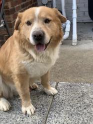 Lost Male Dog last seen N Highland St and Summer Ave, Memphis, TN 38122