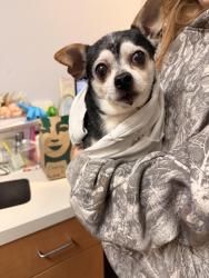 Found/Stray Male Dog last seen Near Greenville avenue, Wilmington, NC 28403