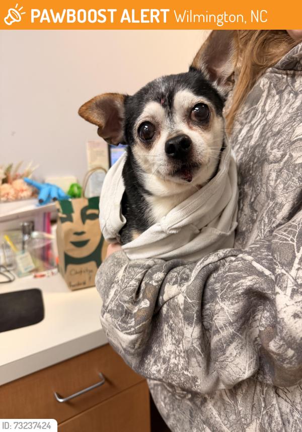 Found/Stray Male Dog last seen Near Greenville avenue, Wilmington, NC 28403