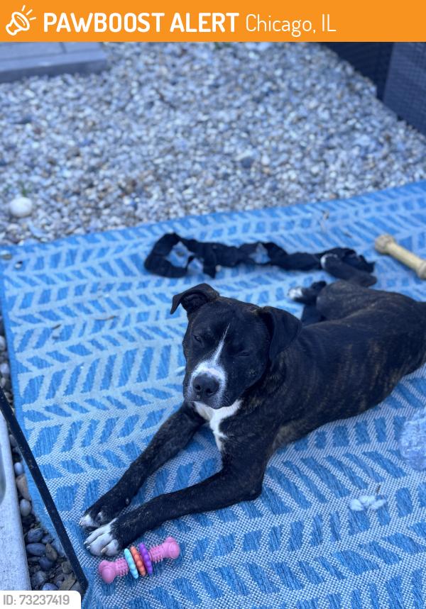Found/Stray Male Dog last seen Brown Park, Chicago, IL 60619