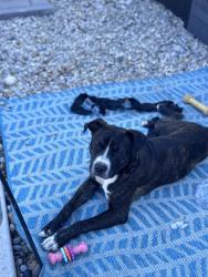 Found/Stray Male Dog last seen Brown Park, Chicago, IL 60619