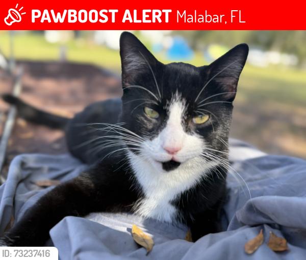 Lost Male Cat last seen Weber/Hall/Malabar/Eva Ln, Malabar, FL 32950