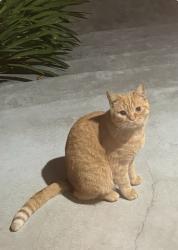 Found/Stray Unknown Cat last seen River Glen Elementary, Lincoln Ave, San Jose, CA 95125