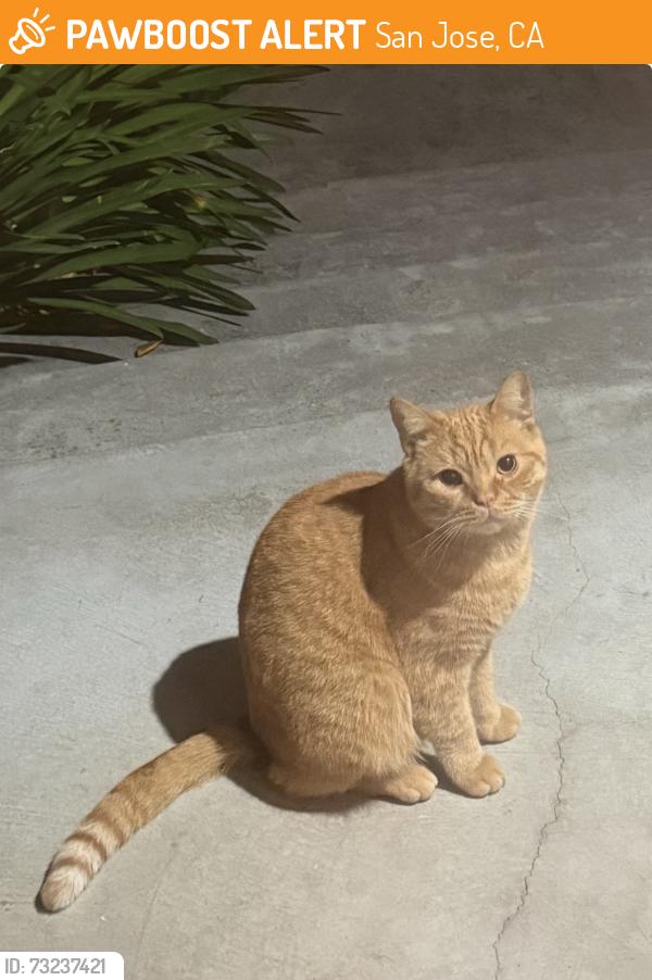 Found/Stray Unknown Cat last seen River Glen Elementary, Lincoln Ave, San Jose, CA 95125