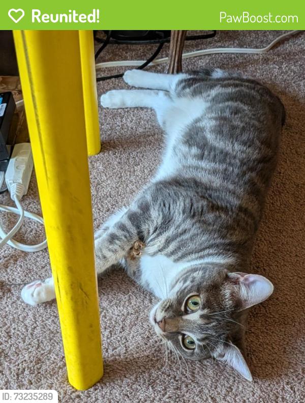Reunited Female Cat last seen Haight and Steiner, San Francisco, CA 94117