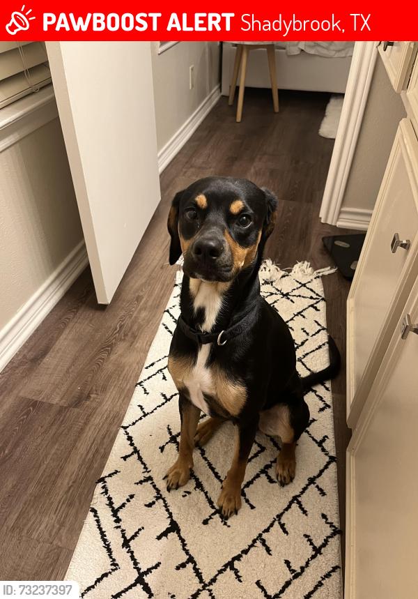 Lost Male Dog last seen Near (Bullard), Shadybrook, TX 75757