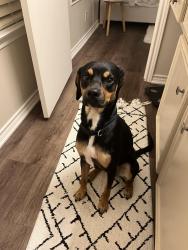 Lost Male Dog last seen Near (Bullard), Shadybrook, TX 75757