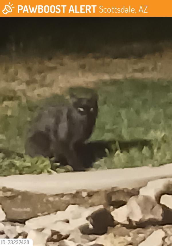 Found/Stray Unknown Cat last seen 92nd Street and Shea blvd, Scottsdale, AZ 85260