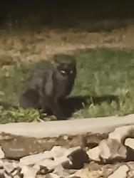 Found/Stray Unknown Cat last seen 92nd Street and Shea blvd, Scottsdale, AZ 85260