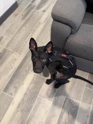 Lost Male Dog last seen 19th ave & buckeye, Phoenix, AZ 85007