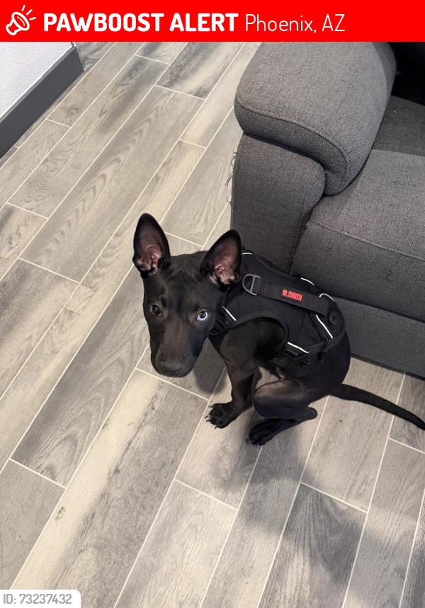 Lost Male Dog last seen 19th ave & buckeye, Phoenix, AZ 85007