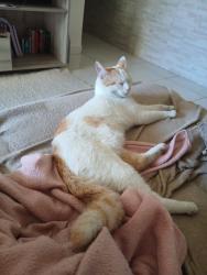 Lost Male Cat last seen Rua apiacas, Parque Santa Amelia, RJ 26115-280