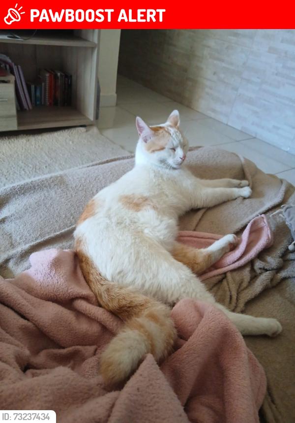 Lost Male Cat last seen Rua apiacas, Parque Santa Amelia, RJ 26115-280