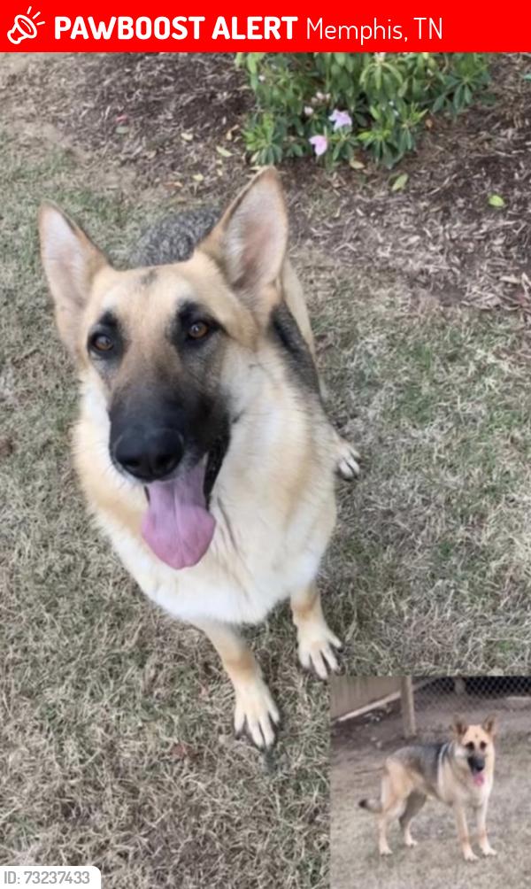 Lost Female Dog last seen N Highland St and Summer Ave, Memphis, TN 38122