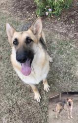 Lost Female Dog last seen N Highland St and Summer Ave, Memphis, TN 38122