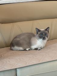 Lost Male Cat last seen 106th & Muir Lane, Fishers, IN 46037