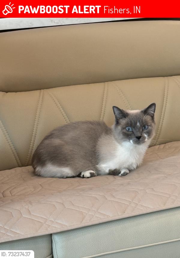 Lost Male Cat last seen 106th & Muir Lane, Fishers, IN 46037