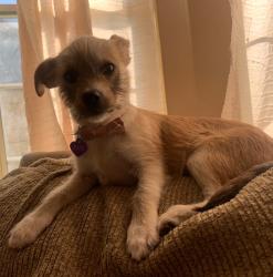 Reunited Female Dog last seen Whittier, CA, USA, Whittier, CA 90602