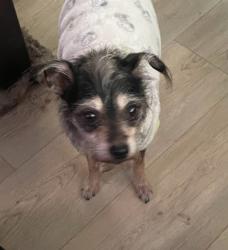 Lost Female Dog last seen She was last seen on 54th and broadway, Los Angeles, CA 90037