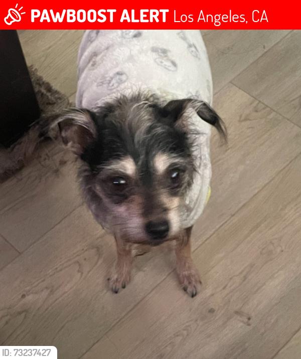 Lost Female Dog last seen She was last seen on 54th and broadway, Los Angeles, CA 90037