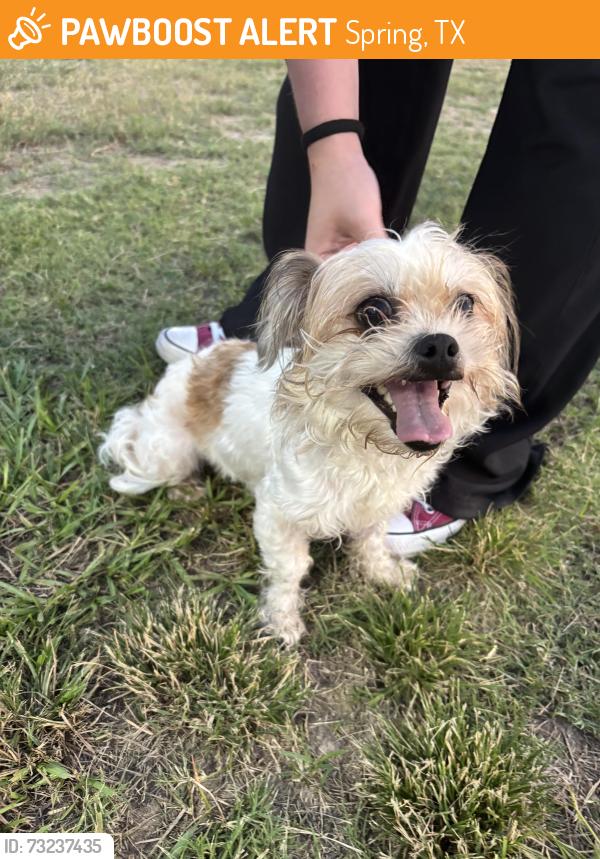 Found/Stray Female Dog last seen Collins park (softball park), Spring, TX 77379