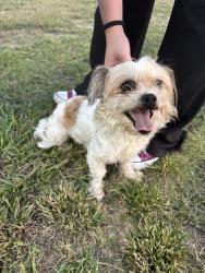 Found/Stray Female Dog last seen Collins park (softball park), Spring, TX 77379