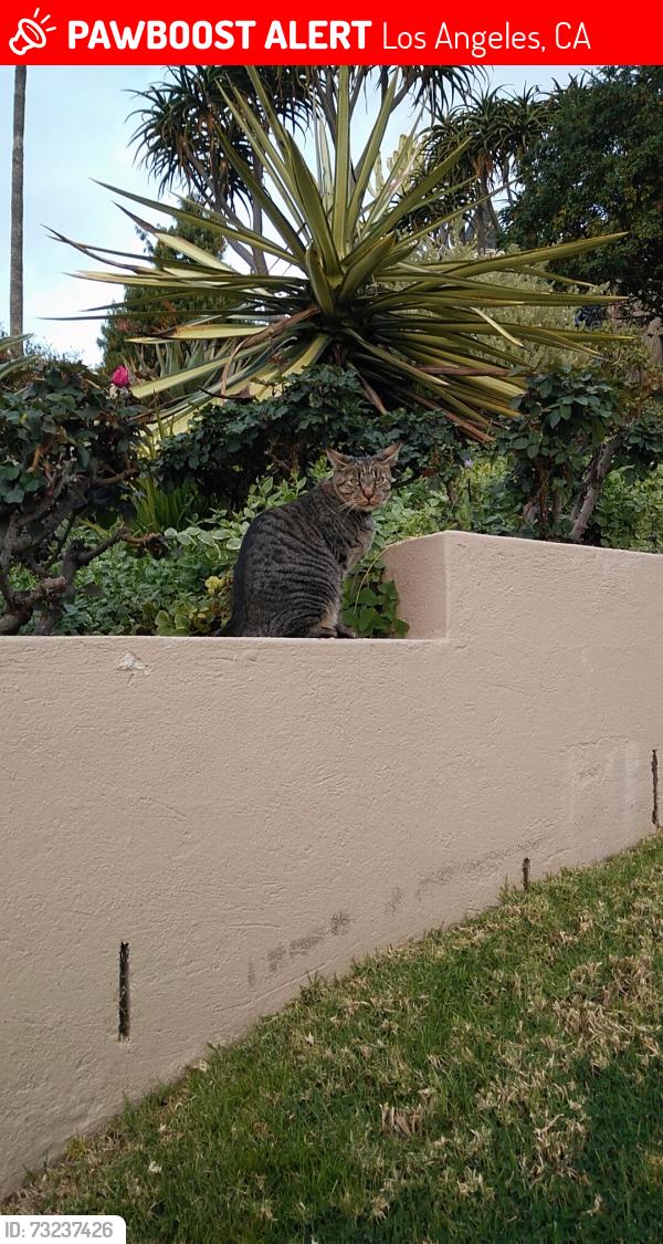 Lost Male Cat last seen Marcia, Los Angeles, CA 90026