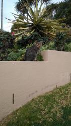 Lost Male Cat last seen Marcia, Los Angeles, CA 90026