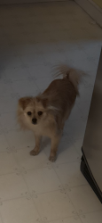 Reunited Female Dog last seen Bonita and Baseline, Highland, CA 92346