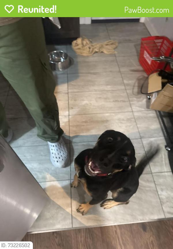 Reunited Female Dog last seen W. Huntingdon St W. Cumberland St, Philadelphia, PA 19132