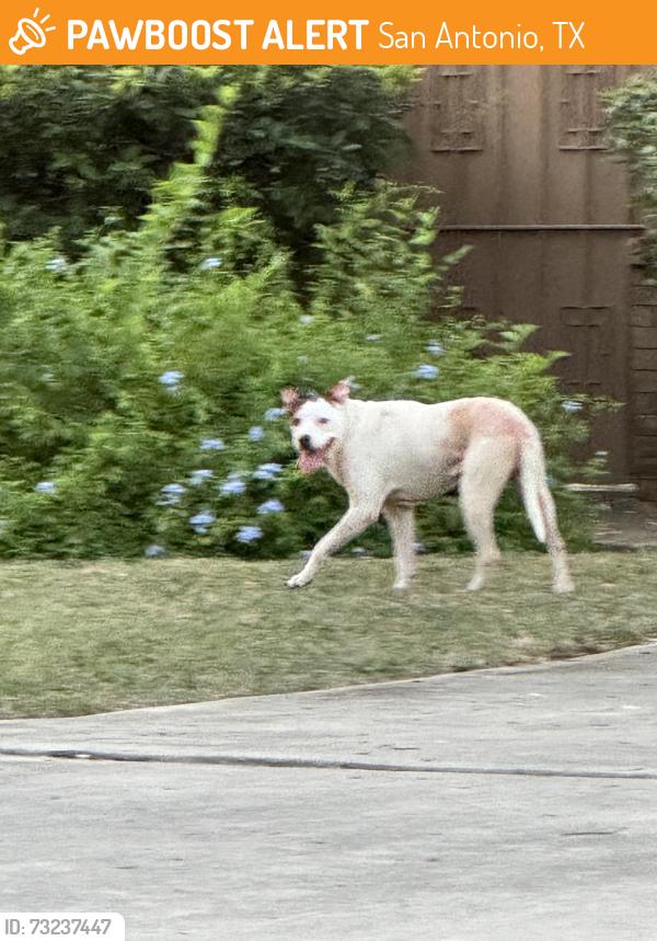 Found/Stray Unknown Dog last seen vandiver and country Ln, San Antonio, TX 78209