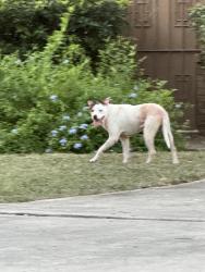 Found/Stray Unknown Dog last seen vandiver and country Ln, San Antonio, TX 78209