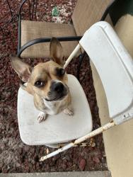 Lost Female Dog last seen Near Gilbert Ave , possibly by the Dollar general or taco stands, Lehigh Acres, FL 33973