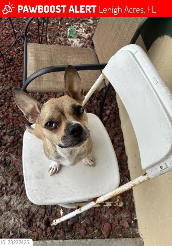 Lost Female Dog last seen Near Gilbert Ave , possibly by the Dollar general or taco stands, Lehigh Acres, FL 33973