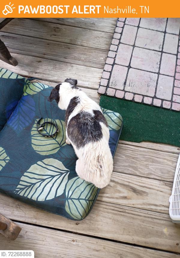 Found/Stray Female Dog last seen Near benders ferry rd Mt Juliet tn 37122, Nashville, TN 37217