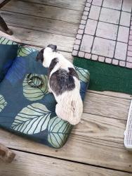 Found/Stray Female Dog last seen Near benders ferry rd Mt Juliet tn 37122, Nashville, TN 37217