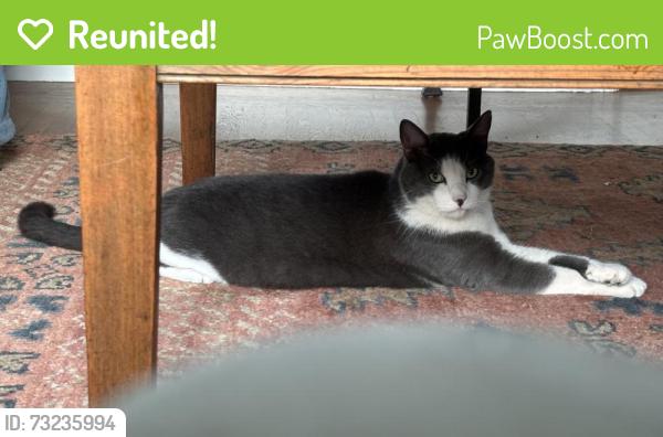 Reunited Male Cat last seen Finger Avenue /el camino, Redwood City, CA 94062